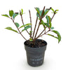 Rispenhortensie ‚Living Little Rosy' – Hydrangea paniculata – Ansicht 2