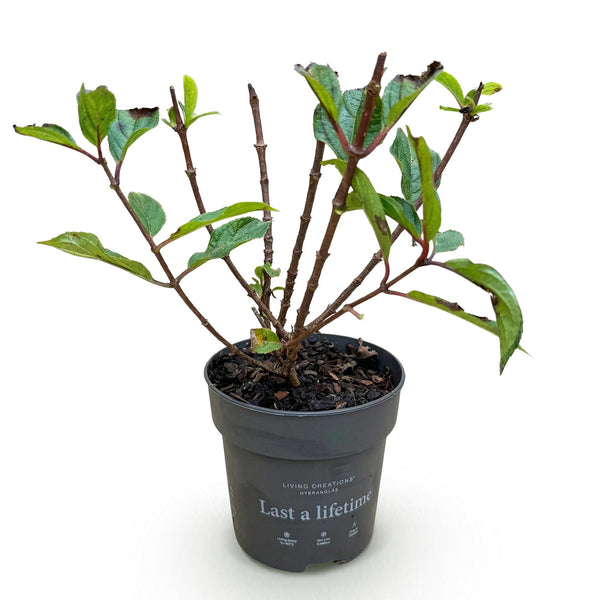 Rispenhortensie ‚Living Little Rosy' – Hydrangea paniculata – Ansicht 2