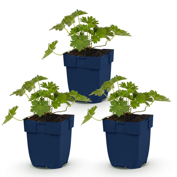 Storchschnabel ‚Rozanne' – Geranium