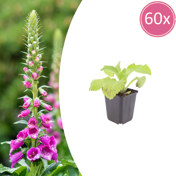 Roter Fingerhut – Digitalis purpurea