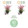 Himmelsbambus ‚Obsessed' – Nandina domestica – Ansicht 9