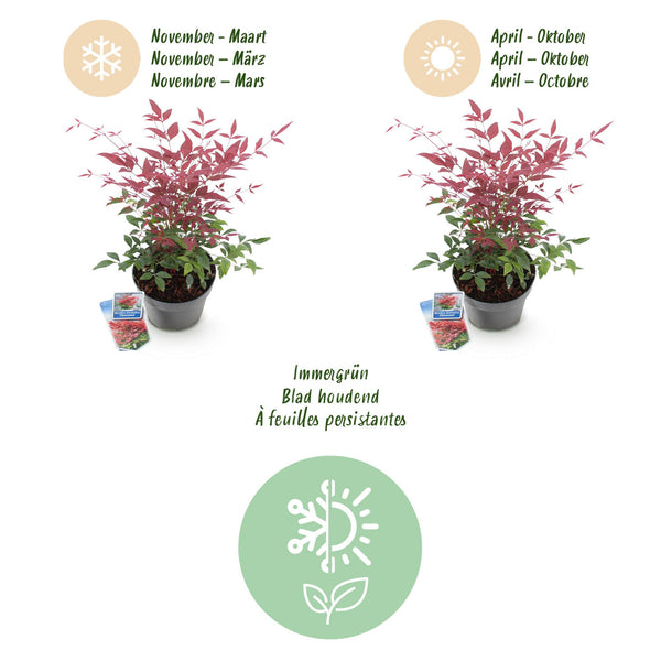 Himmelsbambus ‚Obsessed' – Nandina domestica – Ansicht 9