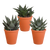 Sukkulenten-Set „Gasteria & Haworthia“ – 3 Sukkulenten