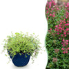 Kriech-Thymian ‚Red Carpet' – Thymus praecox