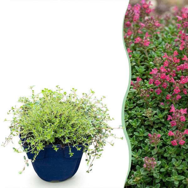 Kriech-Thymian ‚Red Carpet' – Thymus praecox