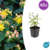 Johanniskraut ‚Annebel' – Hypericum × inodorum