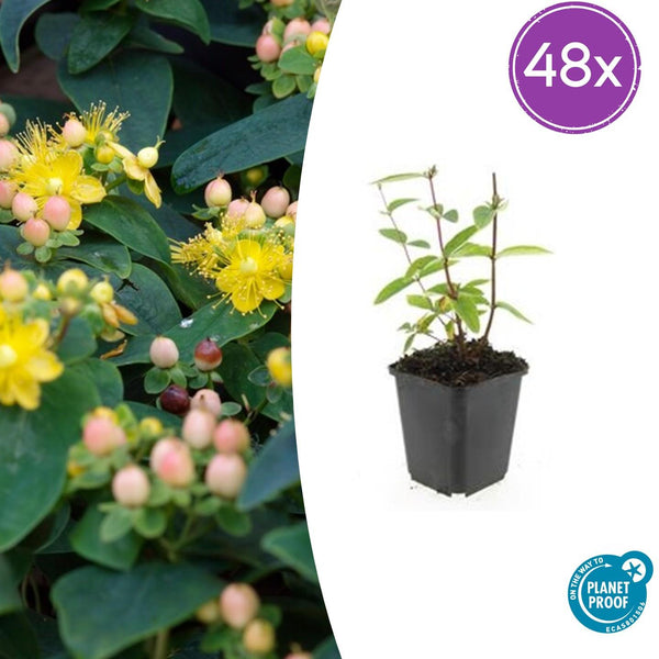 Johanniskraut ‚Annebel' – Hypericum × inodorum