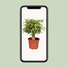 Birkenfeige ‚Kinky' – Ficus benjamina – Ansicht 4