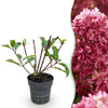 Rispenhortensie ‚Living Little Rosy' – Hydrangea paniculata – 1 Stück