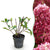Rispenhortensie ‚Living Little Rosy' – Hydrangea paniculata – 1 Stück