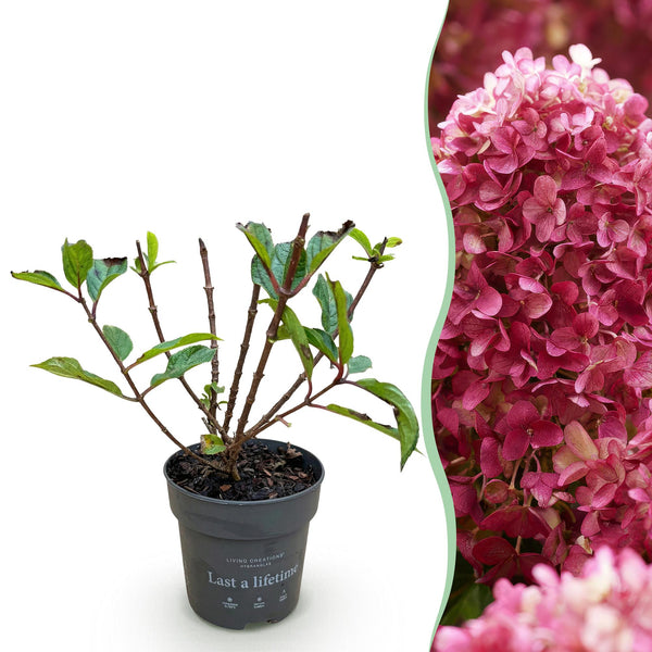 Rispenhortensie ‚Living Little Rosy' – Hydrangea paniculata – 1 Stück