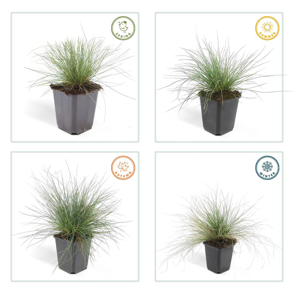 Blauschwingel ‚Elijah Blue' – Festuca glauca – Ansicht 3
