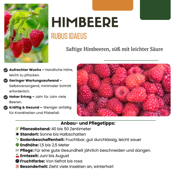 Himbeere – Rubus idaeus – Ansicht 6