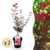 Japanischer Ahorn ‚Skeeter's Broom' – Acer palmatum