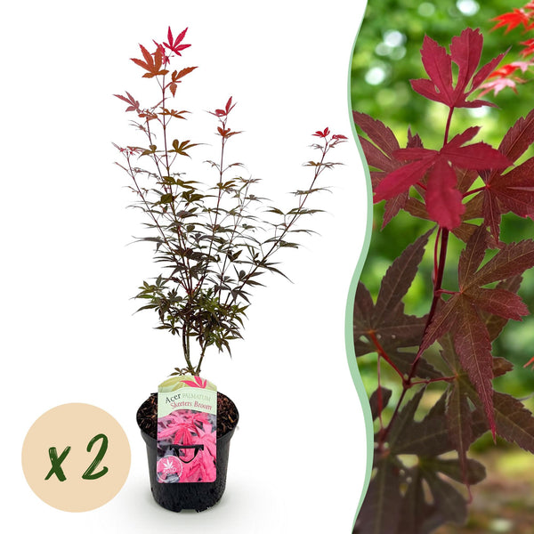 Japanischer Ahorn ‚Skeeter's Broom' – Acer palmatum