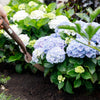 Hortensie ‚Forever & Ever' – Hydrangea macrophylla – Ansicht 5