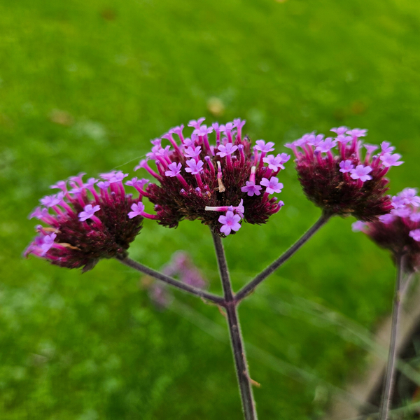 Eisenkraut – Verbena – Ansicht 5