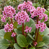 Bergenie – Bergenia cordifolia – Ansicht 5