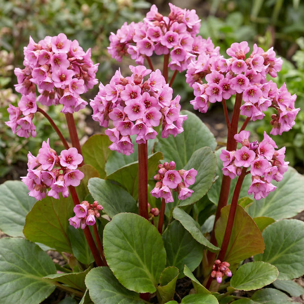 Bergenie – Bergenia cordifolia – Ansicht 5