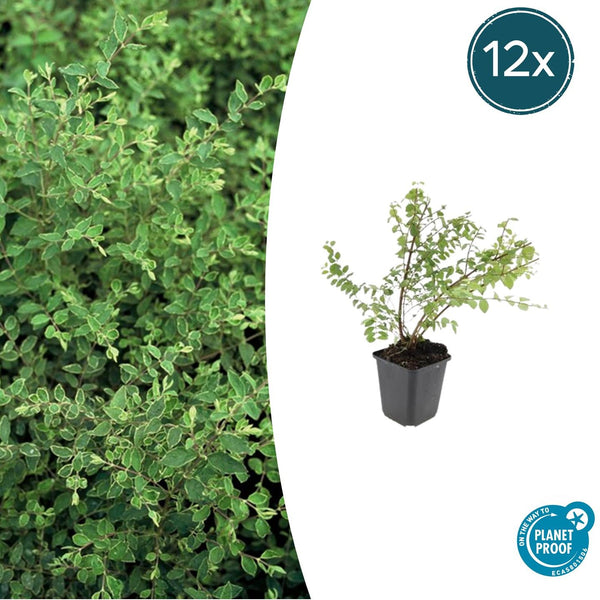 Korallenbeere ‚Hancock' – Symphoricarpos chenaultii