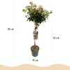 Lorbeerblättriger Schneeball Stämmchen ‚Eve Price' – Viburnum tinus – Ansicht 3