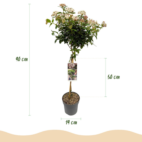 Lorbeerblättriger Schneeball Stämmchen ‚Eve Price' – Viburnum tinus – Ansicht 3