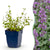 Katzenminze ‚Grog' – Nepeta racemosa