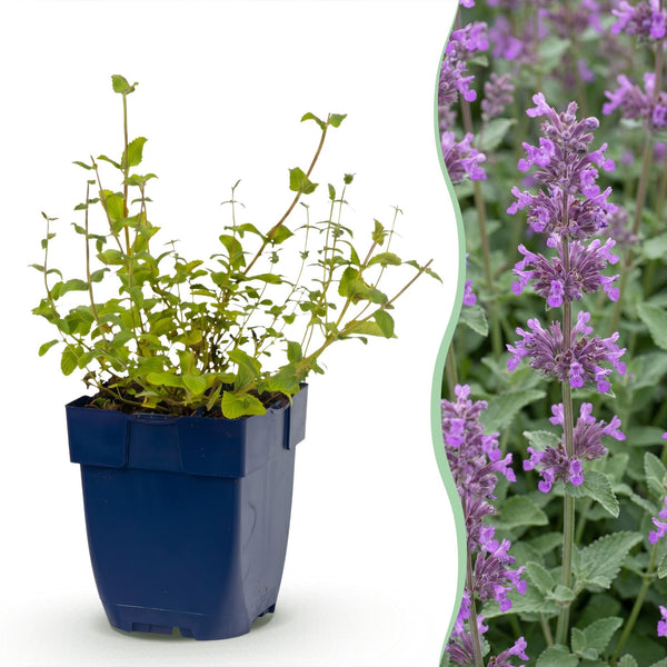 Katzenminze ‚Grog' – Nepeta racemosa