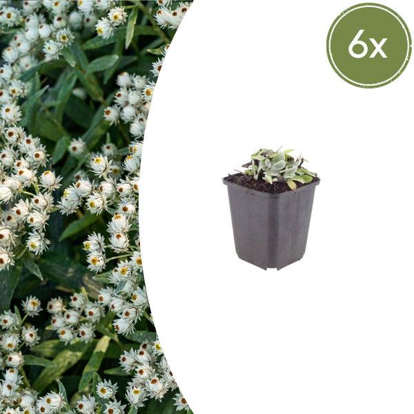 Silberimmortelle – Anaphalis triplinervis – 6 Stück