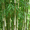Schirmbambus ‚Pingwu' – Fargesia robusta – Ansicht 4