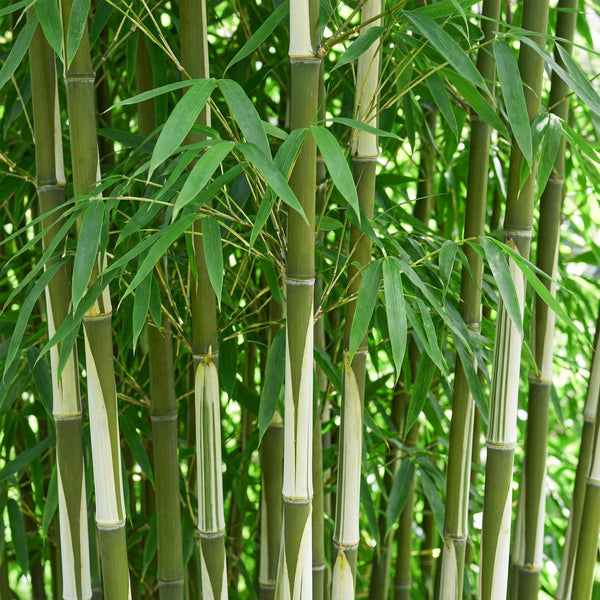 Schirmbambus ‚Pingwu' – Fargesia robusta – Ansicht 4