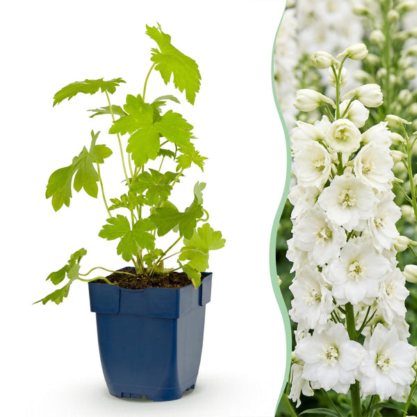 Rittersporn ‚Galahad' – Delphinium x cultorum