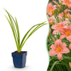 Taglilie ‚Pink Damask' – Hemerocallis – 1 Stück