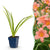 Taglilie ‚Pink Damask' – Hemerocallis – 1 Stück