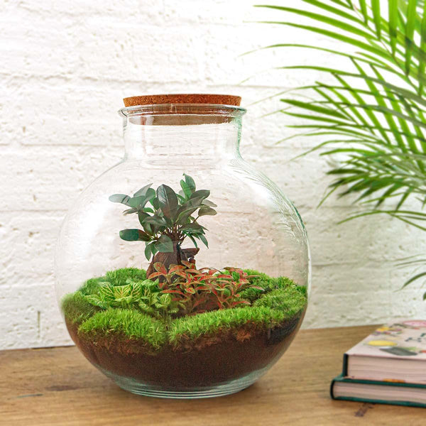Flaschengarten-Set „Bolder Bob" – Bonsai im Glas – Ansicht 4