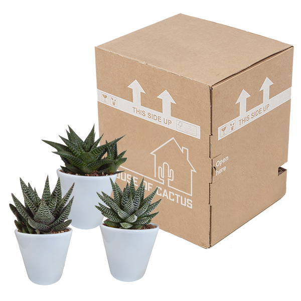 Sukkulenten-Set „Gasteria & Haworthia-Mix" – Gasterien und Haworthien – Ansicht 9
