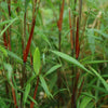 Schirmbambus ‚Asian Wonder' – Fargesia scabrida – Ansicht 4