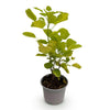 Perückenstrauch ‚Golden Spirit' – Cotinus coggygria – Ansicht 2
