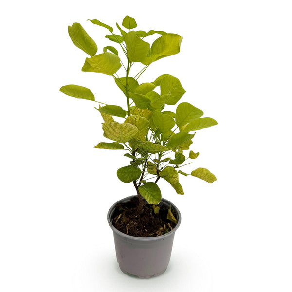 Perückenstrauch ‚Golden Spirit' – Cotinus coggygria – Ansicht 2