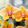 Schmetterlingsorchidee ‚Niagara Falls' – Phalaenopsis – Ansicht 2