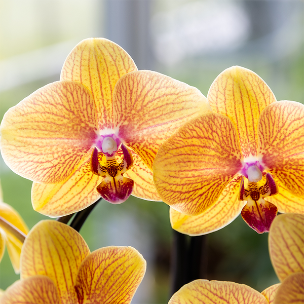 Schmetterlingsorchidee ‚Niagara Falls' – Phalaenopsis – Ansicht 2