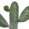 Feigenkaktus – Opuntia consolea – Ansicht 3