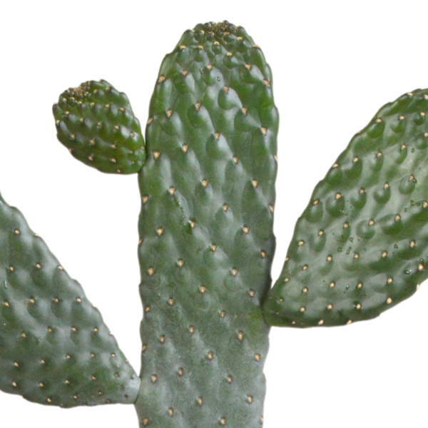 Feigenkaktus – Opuntia consolea – Ansicht 3
