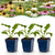 Sonnenhut Tricolour-Mix – Echinacea