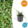 Teppich-Zwergmispel ‚Streib's Findling' – Cotoneaster procumbens