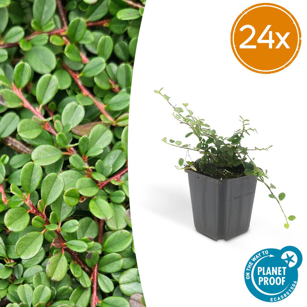 Teppich-Zwergmispel ‚Streib's Findling' – Cotoneaster procumbens
