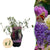 Schmetterlingsstrauch ‚Tricolour' – Buddleja davidii