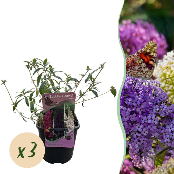 Schmetterlingsstrauch ‚Tricolour' – Buddleja davidii