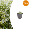 Filziges Hornkraut – Cerastium tomentosum