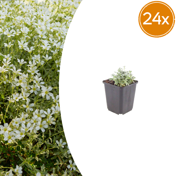 Filziges Hornkraut – Cerastium tomentosum